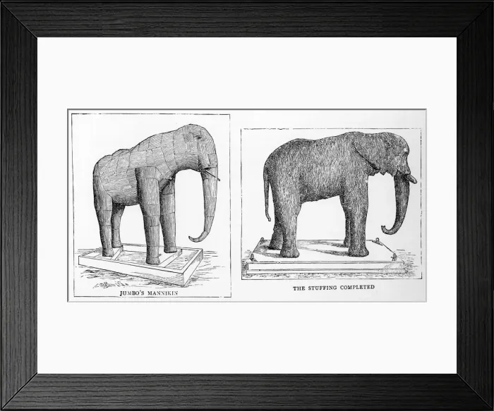 Framed Print : Jumbo the elephant stuffed Framed Print : Jumbo the elephant stuffed
