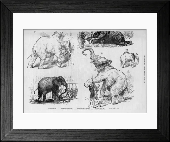 Framed Print : Jumbo the elephant in his younger days Framed Print : Jumbo the elephant in his younger days