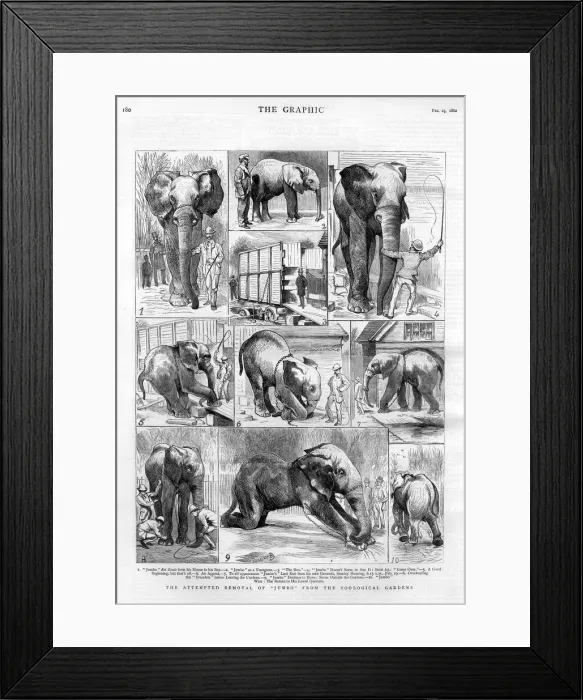 Framed Print : Jumbo the elephant: his attempted removal Framed Print : Jumbo the elephant: his attempted removal