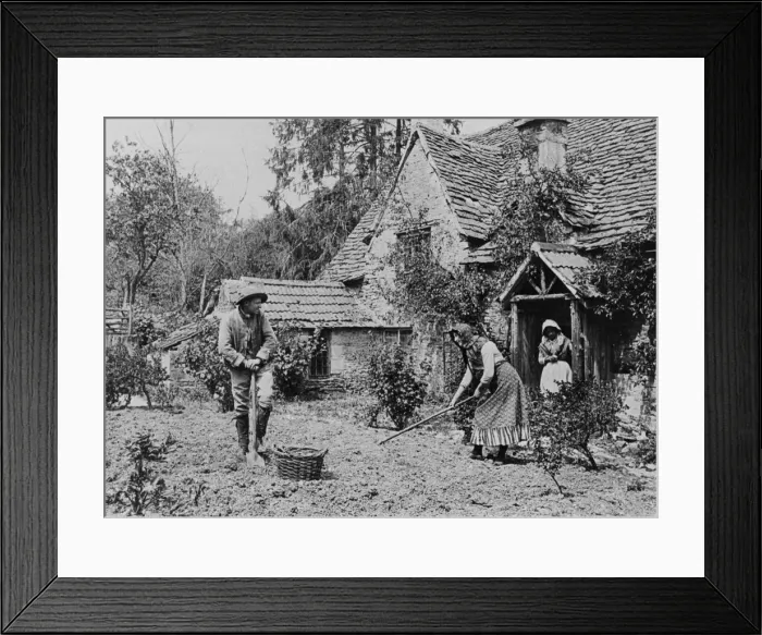 Framed Print : Digging a vegetable patch, 1890s Framed Print : Digging a vegetable patch, 1890s