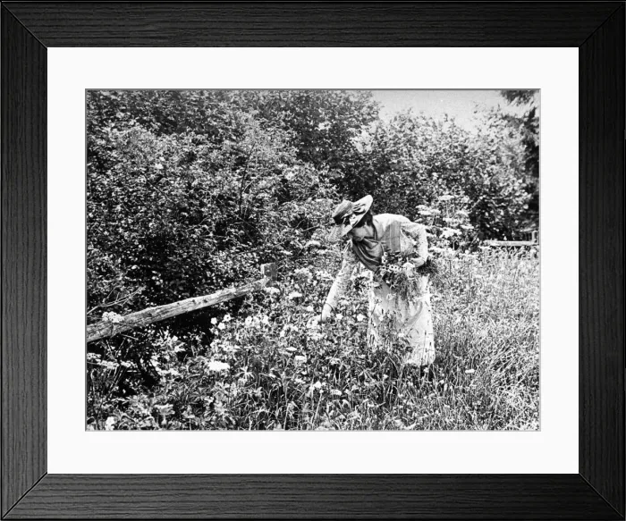 Framed Print : Woman gathering wild flowers, 1890s Framed Print : Woman gathering wild flowers, 1890s