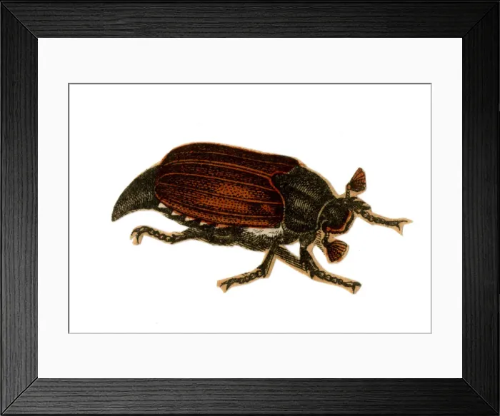 Framed Print : Scrap - decoupage design - Beetle Framed Print : Scrap - decoupage design - Beetle