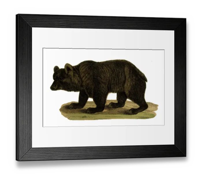 Framed Print : Scrap - decoupage design - Black Bear Framed Print : Scrap - decoupage design - Black Bear
