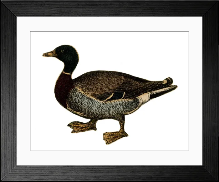 Framed Print : Scrap - decoupage design - Duck Framed Print : Scrap - decoupage design - Duck