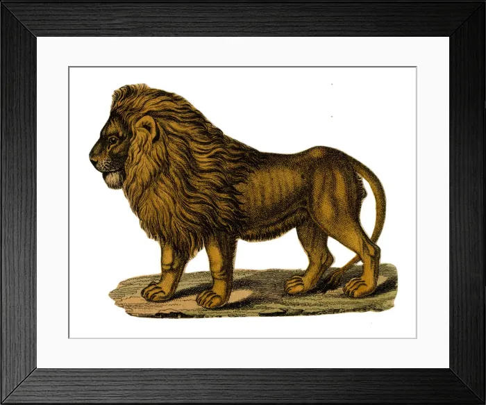 Framed Print : Scrap - decoupage design - Lion Framed Print : Scrap - decoupage design - Lion