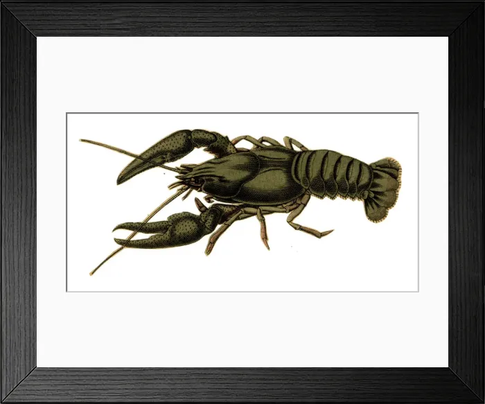 Framed Print : Scrap - decoupage design - Lobster Framed Print : Scrap - decoupage design - Lobster