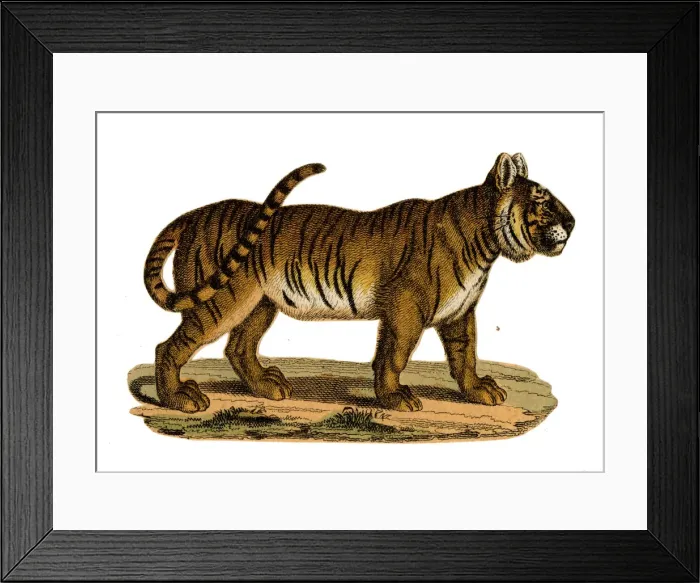 Framed Print : Scrap - decoupage design - Tiger Framed Print : Scrap - decoupage design - Tiger