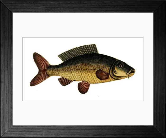 Framed Print : Scrap - decoupage design - Fish Framed Print : Scrap - decoupage design - Fish