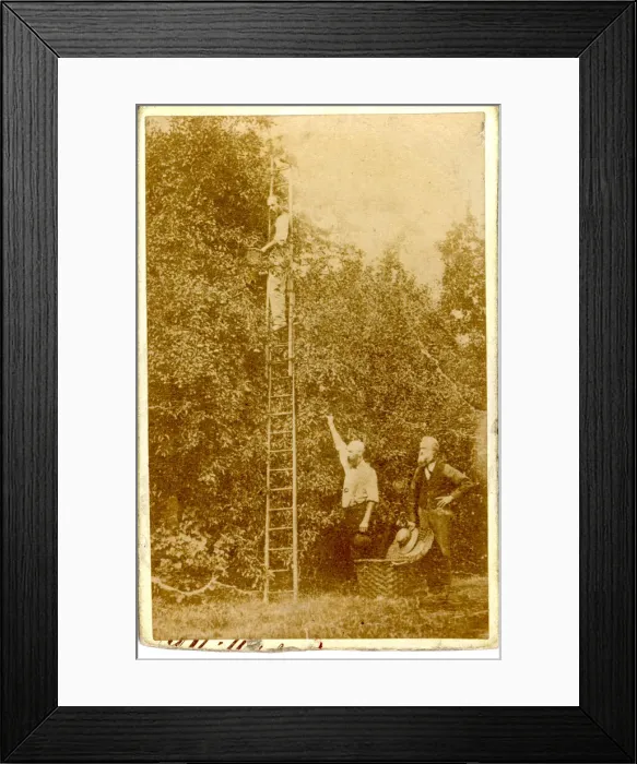 Framed Print : Carte de Visite - Fruit Picking Framed Print : Carte de Visite - Fruit Picking