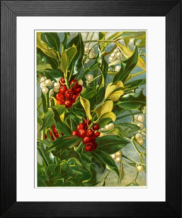 Framed Print : Victorian Christmas, Holly and Mistletoe Framed Print : Victorian Christmas, Holly and Mistletoe