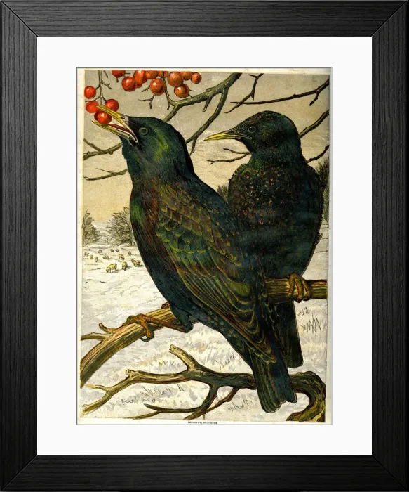 Framed Print : Victorian Christmas - starlings eating berries Framed Print : Victorian Christmas - starlings eating berries