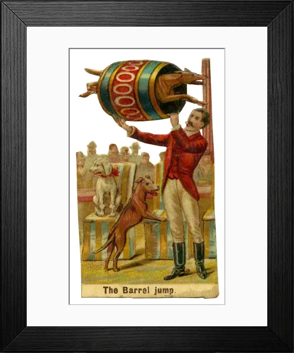 Framed Print : Victorian scrap, Circus dogs in barrel jump Framed Print : Victorian scrap, Circus dogs in barrel jump