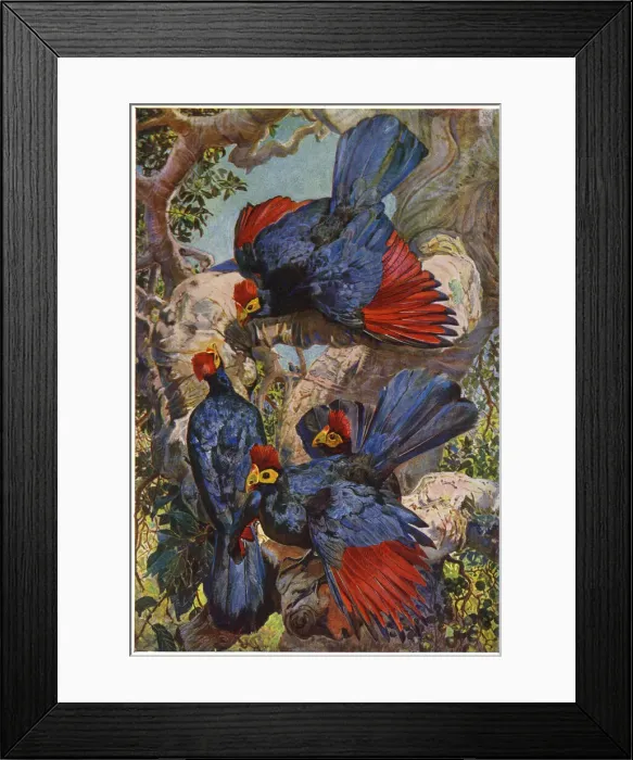 Framed Print : Violet Plantain Eaters - by Sir H H Johnston Framed Print : Violet Plantain Eaters - by Sir H H Johnston
