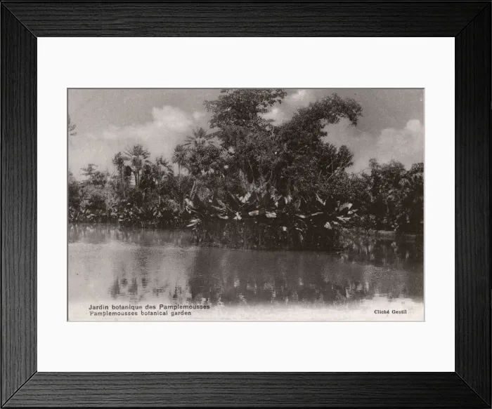 Framed Print : Botanical Garden, Pamplemousses, Mauritius Framed Print : Botanical Garden, Pamplemousses, Mauritius