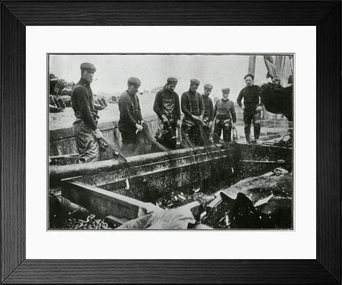 Framed Print : Great Yarmouth - Herring Harvest 1905 Framed Print : Great Yarmouth - Herring Harvest 1905
