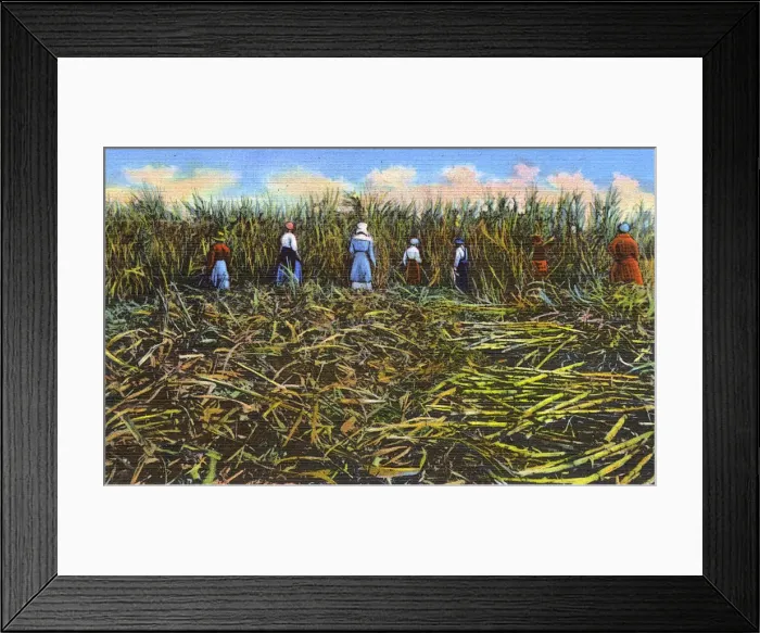 Framed Print : Postcard booklet, workers cutting sugar cane, USA Framed Print : Postcard booklet, workers cutting sugar cane, USA