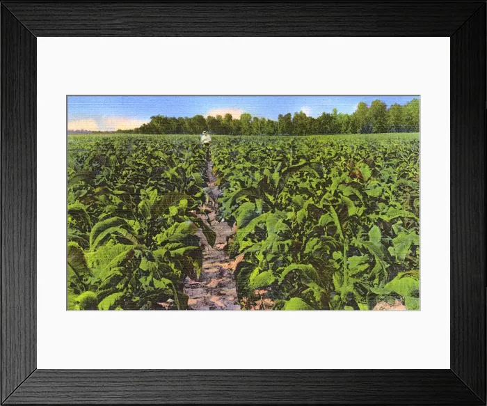 Framed Print : Postcard booklet, southern tobacco field, USA Framed Print : Postcard booklet, southern tobacco field, USA