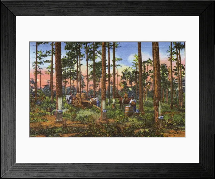 Framed Print : Postcard booklet, collecting gum from pine trees, USA Framed Print : Postcard booklet, collecting gum from pine trees, USA
