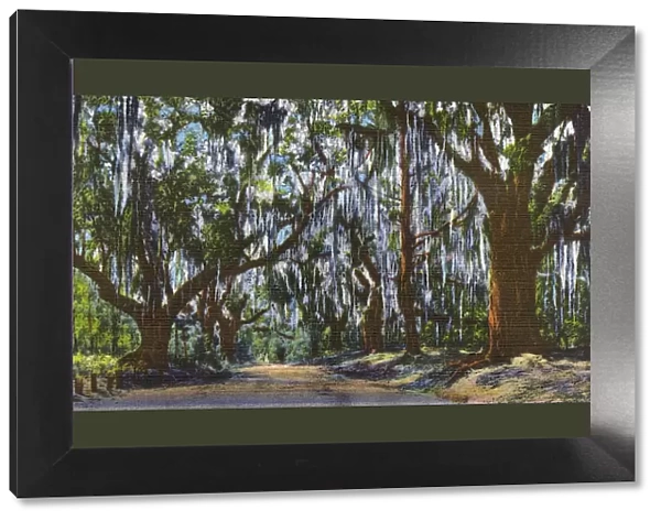 Postcard booklet, oak trees draped with moss, USA