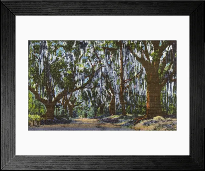 Framed Print : Postcard booklet, oak trees draped with moss, USA Framed Print : Postcard booklet, oak trees draped with moss, USA