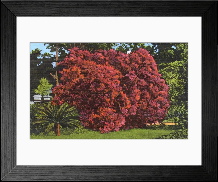 Framed Print : Postcard booklet, azaleas in bloom, Dixieland, USA Framed Print : Postcard booklet, azaleas in bloom, Dixieland, USA