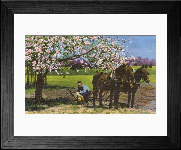 Framed Print : Postcard booklet, ploughing a field, Dixieland, USA Framed Print : Postcard booklet, ploughing a field, Dixieland, USA