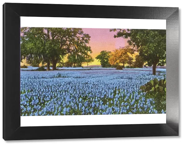 Postcard booklet, Bluebonnet flowers, Texas, USA