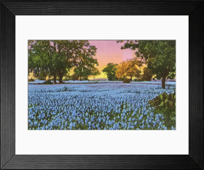Framed Print : Postcard booklet, Bluebonnet flowers, Texas, USA Framed Print : Postcard booklet, Bluebonnet flowers, Texas, USA