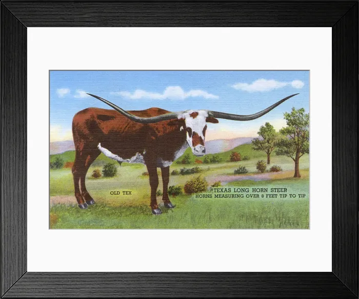 Framed Print : Postcard booklet, Old Tex, Long Horn Steer, Texas, USA Framed Print : Postcard booklet, Old Tex, Long Horn Steer, Texas, USA