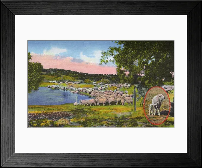 Framed Print : Postcard booklet, Sheep at San Angelo, Texas, USA Framed Print : Postcard booklet, Sheep at San Angelo, Texas, USA