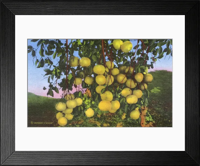 Framed Print : Postcard booklet, grapefruit cluster, Texas, USA Framed Print : Postcard booklet, grapefruit cluster, Texas, USA
