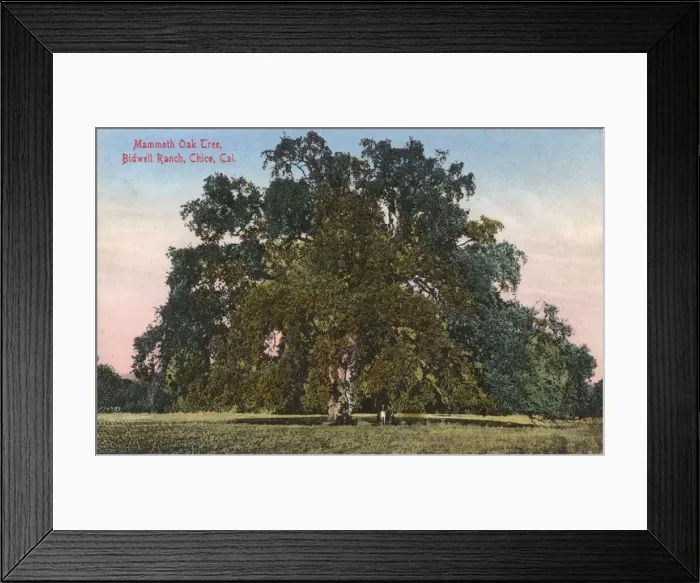 Framed Print : Mammoth oak tree, Bidwell Ranch, Chico, California, USA Framed Print : Mammoth oak tree, Bidwell Ranch, Chico, California, USA