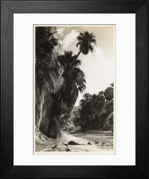 Framed Print : Palm Canyon, Riverside County, California, USA Framed Print : Palm Canyon, Riverside County, California, USA