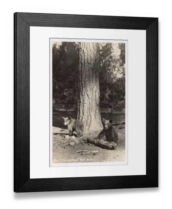 Framed Print : Bear cubs, Yosemite National Park, California, USA Framed Print : Bear cubs, Yosemite National Park, California, USA