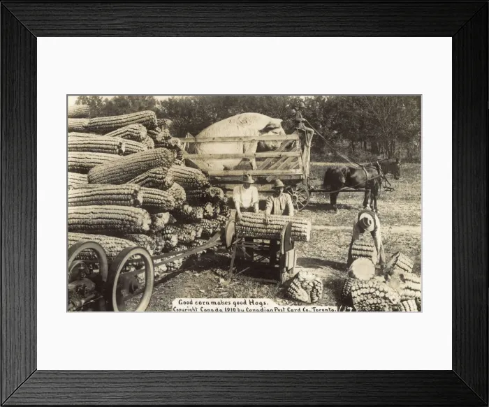 Framed Print : Cutting giant sweetcorn for a giant hog, Canada Framed Print : Cutting giant sweetcorn for a giant hog, Canada