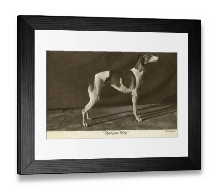 Framed Print : Prizewinning greyhound, Champion Fairy Framed Print : Prizewinning greyhound, Champion Fairy