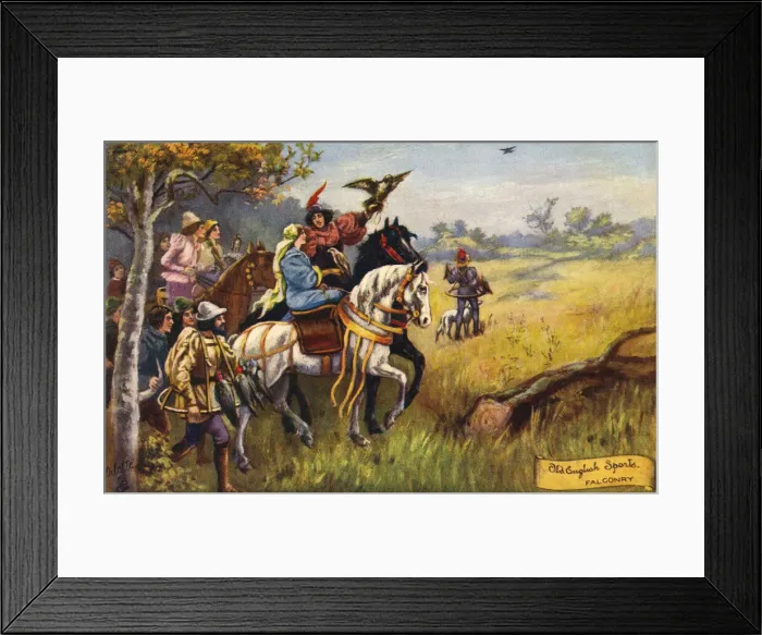 Framed Print : Falconry. Old English Sports - Falconry taking place in a medaeval setting. Date: 1908 Framed Print : Falconry. Old English Sports - Falconry taking place in a medaeval setting. Date: 1908