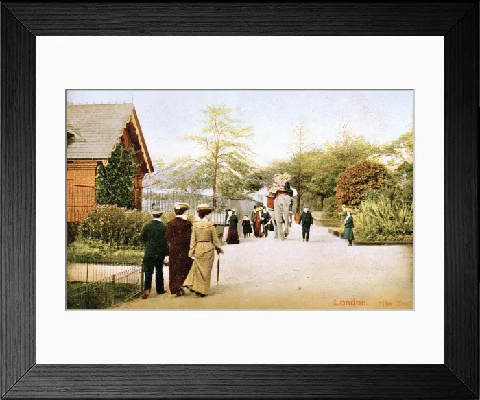 Framed Print : An elephant taking people for a ride at London Zoo Framed Print : An elephant taking people for a ride at London Zoo