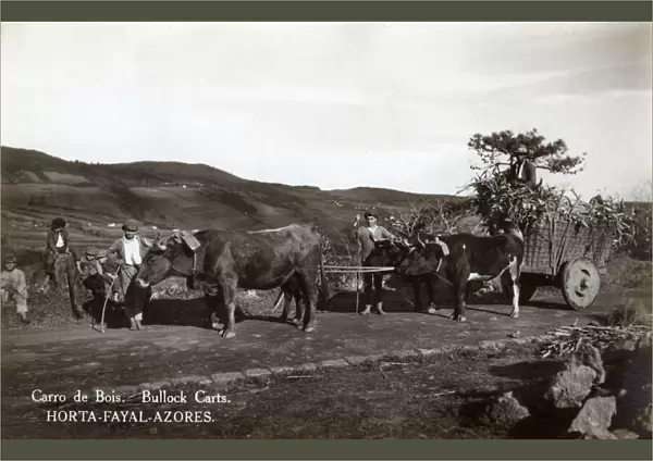 Bullock carts near Horta, Faial (Fayal) Island, Azores