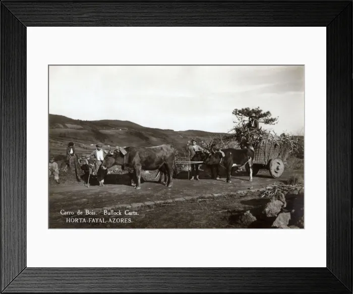 Framed Print : Bullock carts near Horta, Faial (Fayal) Island, Azores Framed Print : Bullock carts near Horta, Faial (Fayal) Island, Azores
