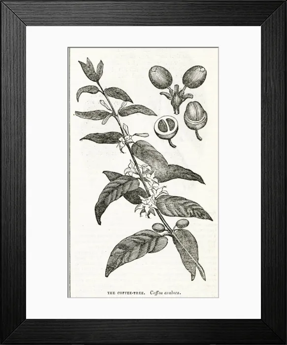 Framed Print : Coffee plant Framed Print : Coffee plant