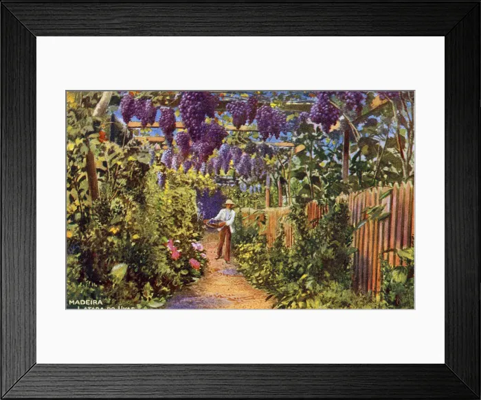 Framed Print : Cultivation of grapes, Madeira Framed Print : Cultivation of grapes, Madeira