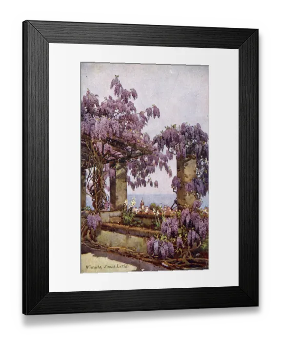 Framed Print : Wisteria, Santa Luzia, Funchal, Madeira Framed Print : Wisteria, Santa Luzia, Funchal, Madeira