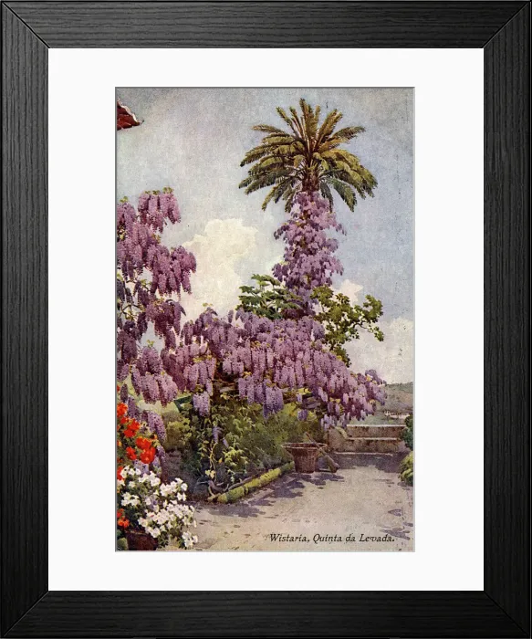Framed Print : Wisteria, Quinta da Levada, Madeira Framed Print : Wisteria, Quinta da Levada, Madeira