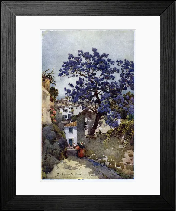 Framed Print : Jacaranda tree and street scene, Madeira Framed Print : Jacaranda tree and street scene, Madeira