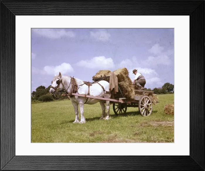 Framed Print : Crofters with horse and cart, Barra, Outer Hebrides Framed Print : Crofters with horse and cart, Barra, Outer Hebrides