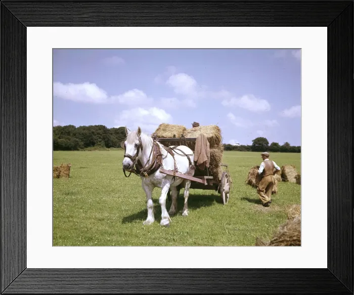 Framed Print : Crofters with horse and cart, Barra, Outer Hebrides Framed Print : Crofters with horse and cart, Barra, Outer Hebrides