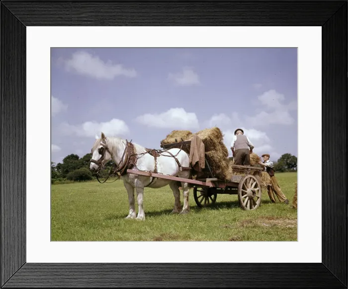 Framed Print : Crofters with horse and cart, Barra, Outer Hebrides Framed Print : Crofters with horse and cart, Barra, Outer Hebrides