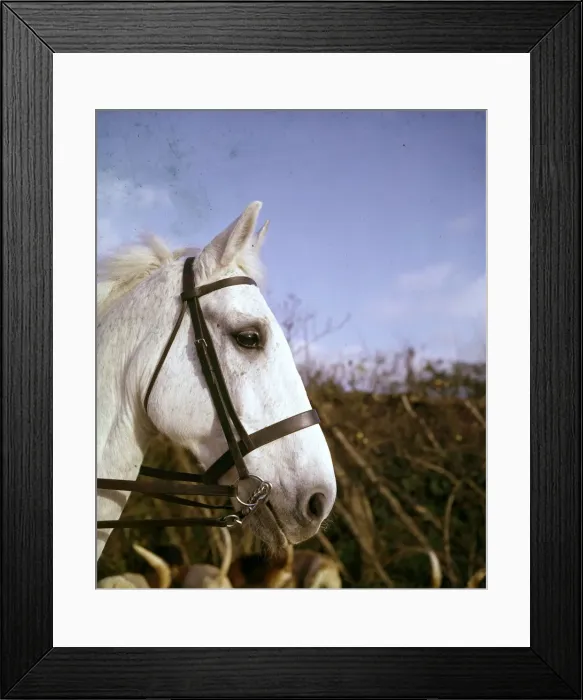 Framed Print : Closeup of white horse in bridle Framed Print : Closeup of white horse in bridle