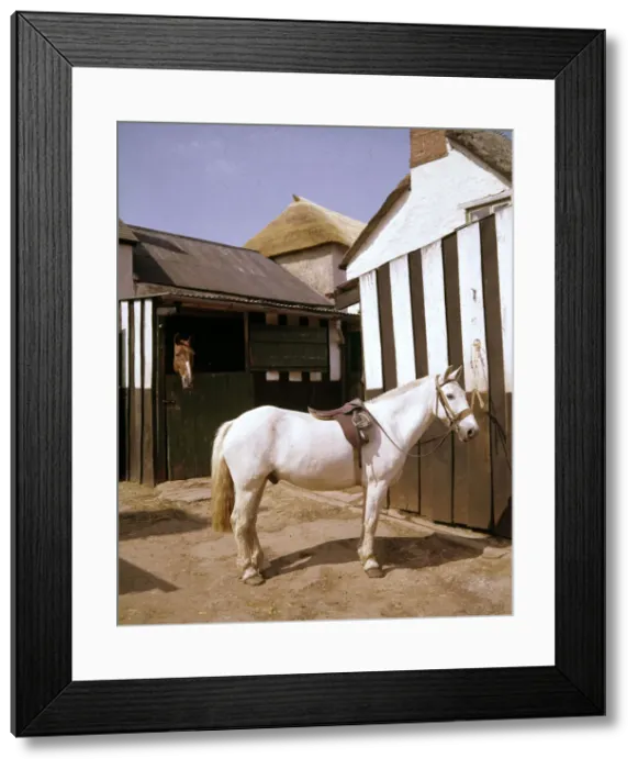 Framed Print : White horse with saddle and bridle in stable yard Framed Print : White horse with saddle and bridle in stable yard